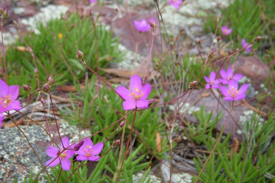 Pink star flowers on fine wiry stems above grassy leaves