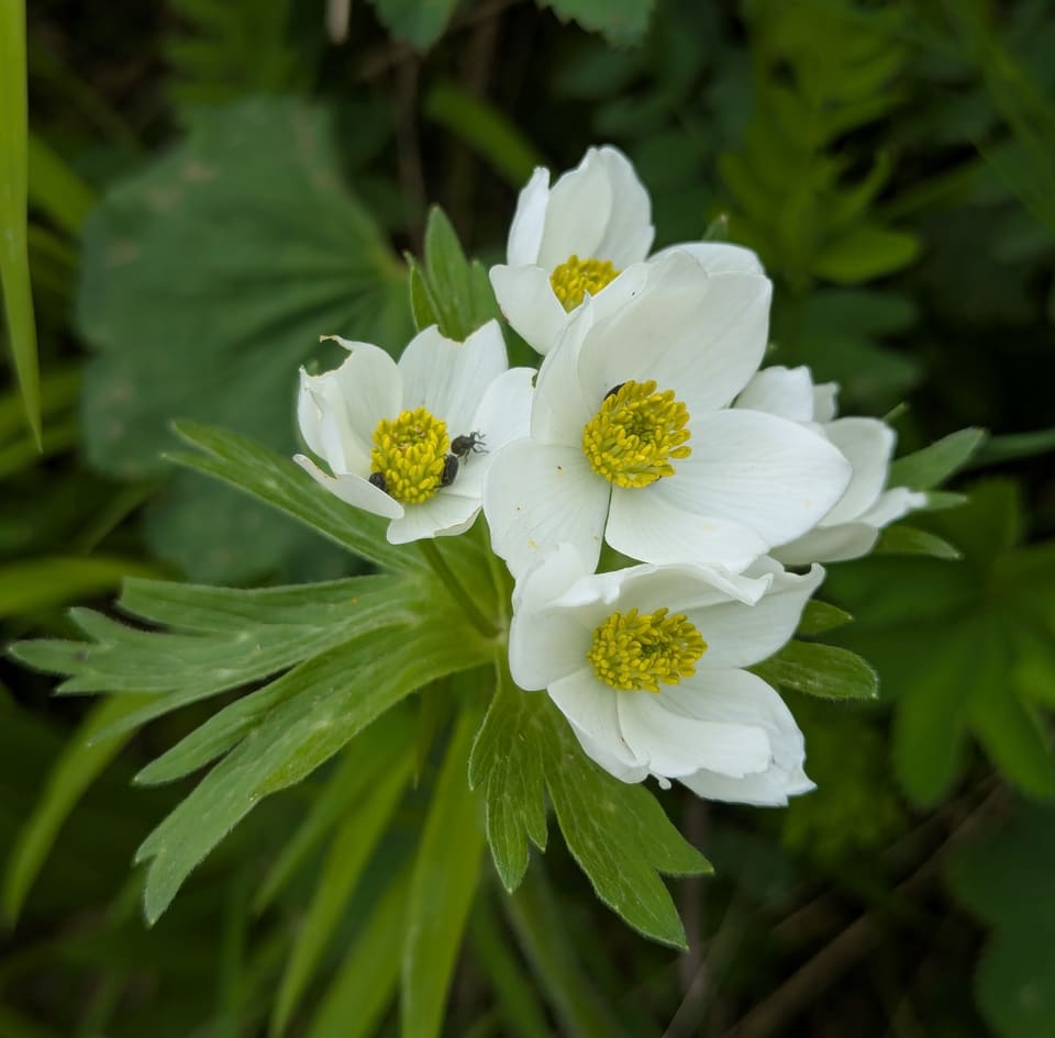 A cluster of white five-petalled flowers with yellow centres above narrow, finely divided leaves