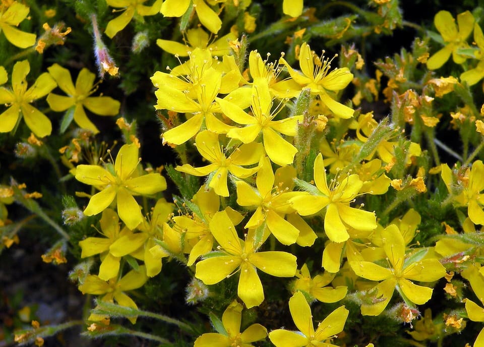 A mass of yellow five-petalled flowers with long stamens, crowded over a bristly-stemmed shrublet.