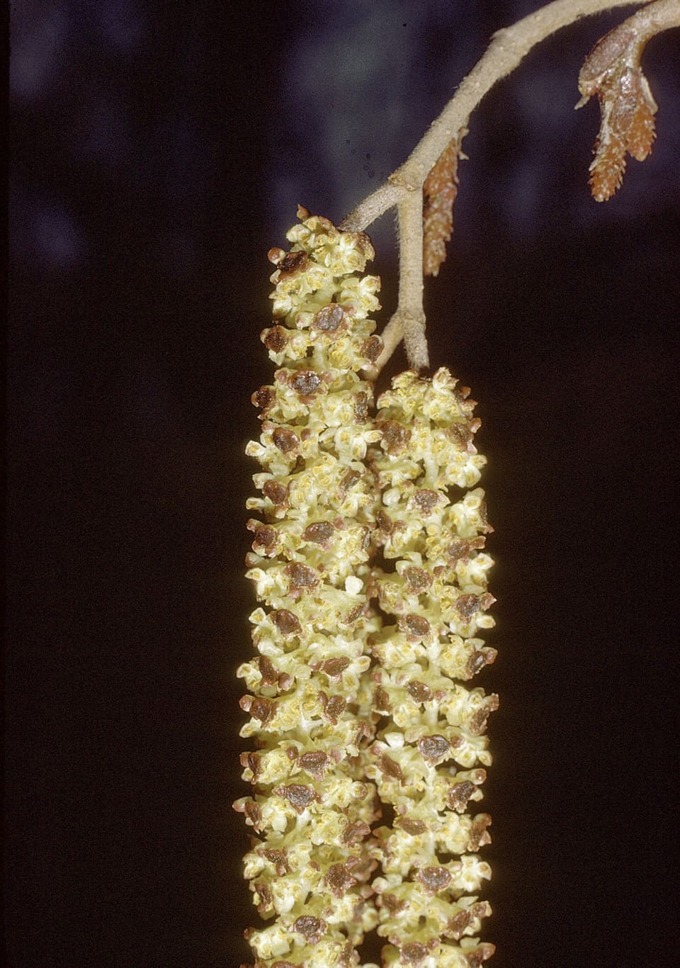 Two long hanging male catkins, yellow-green speckled with brown, on a thin twig against a black background