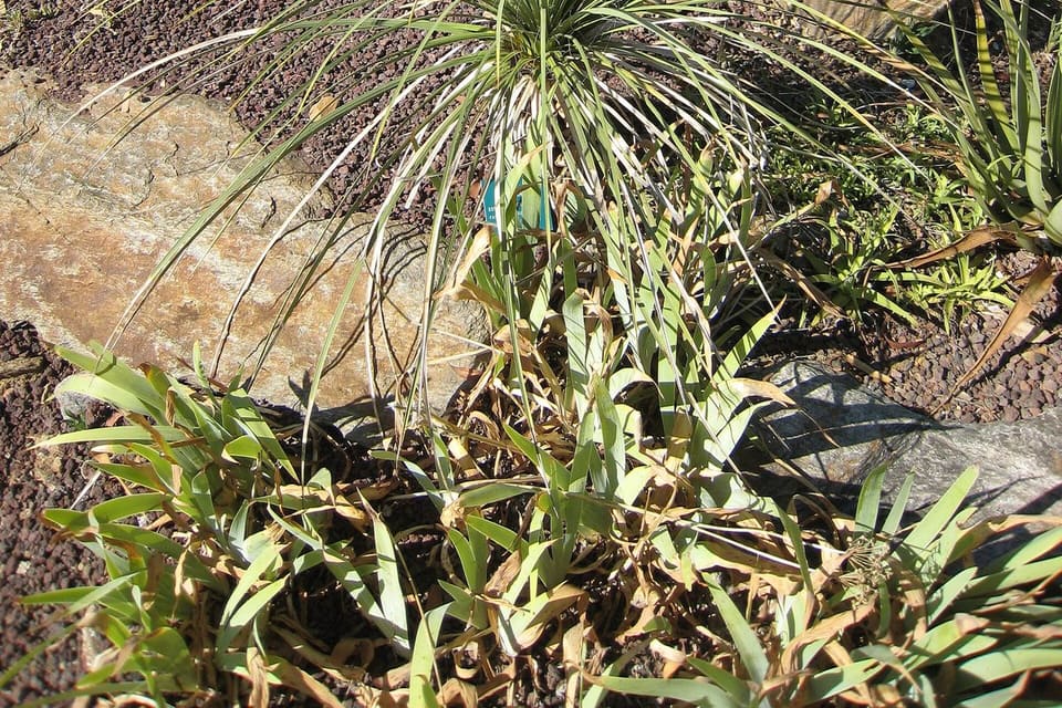 A rosette of narrow blue-green leaves in a gravel garden