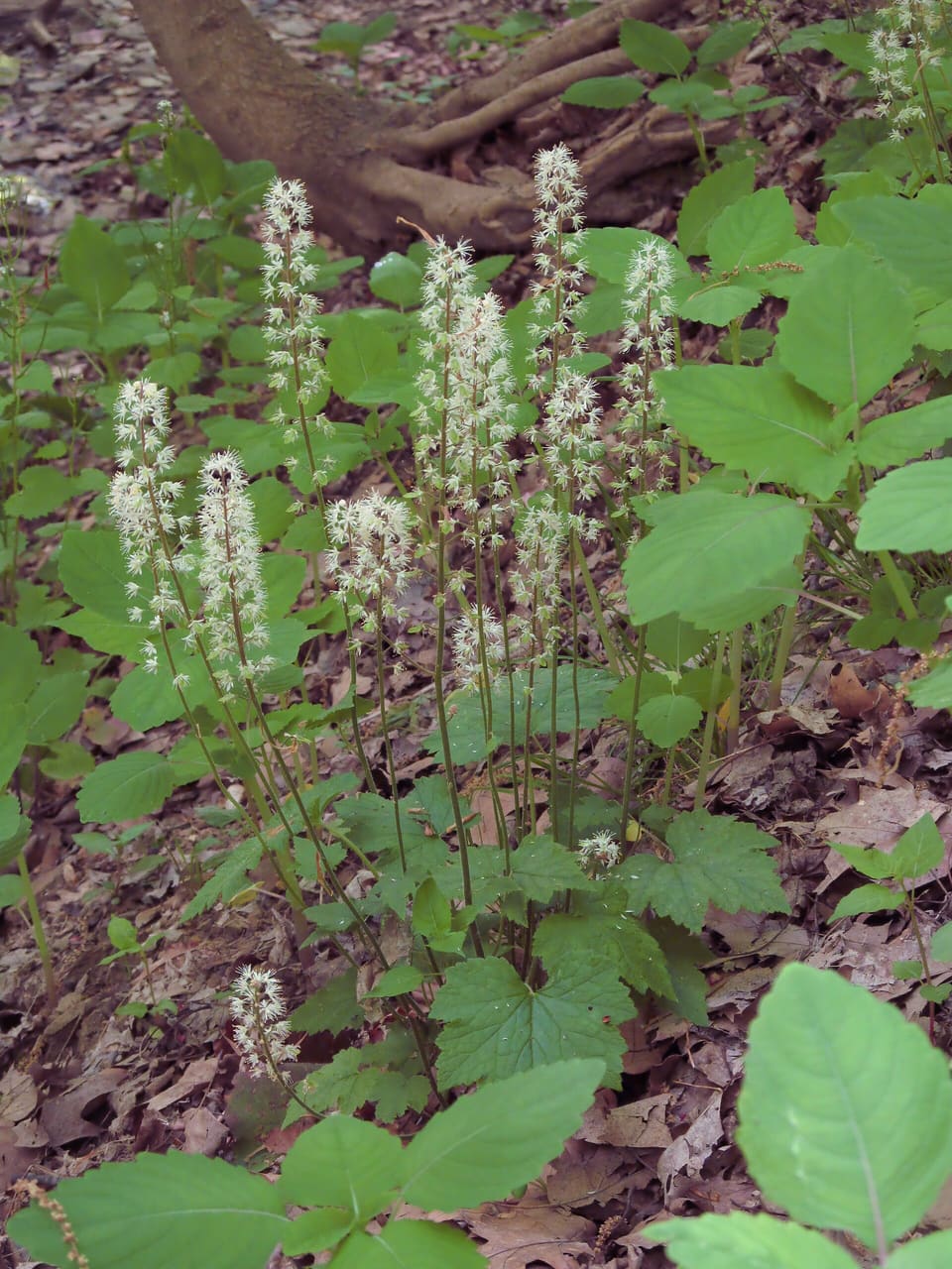 Spikes of feathery white flowers on upright stems above lobed leaves, spread across a shaded woodland floor.