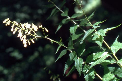 Small pale nodding bells hanging from thin arching stems