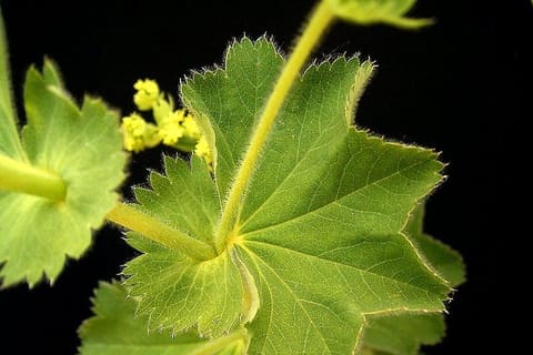 A large pleated fan-shaped leaf with a finely toothed edge, veins radiating from the stalk