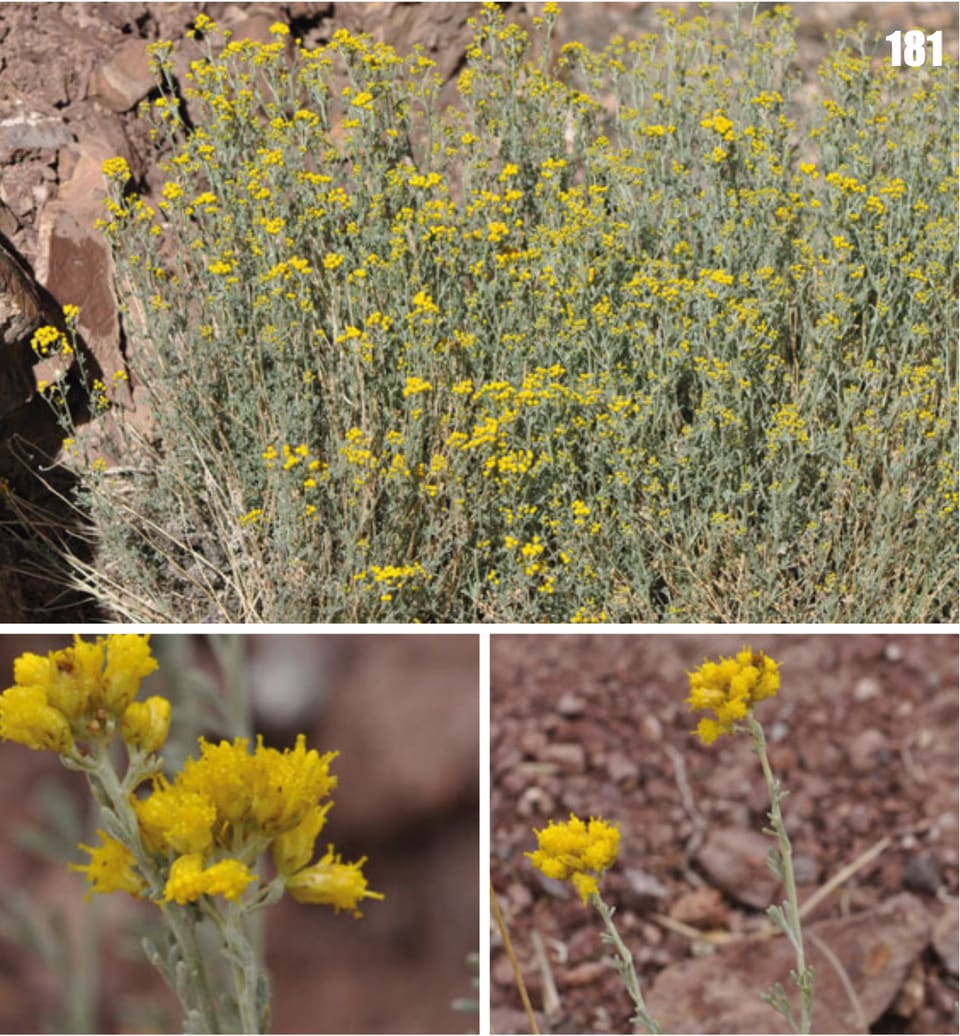 A plate of three photographs: a grey-leaved bushy plant covered in small yellow button flowers on a rocky slope, and two close-ups of the flower clusters
