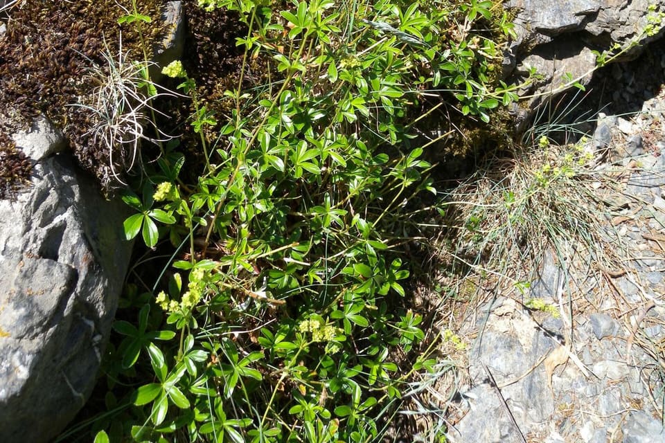 A sprawling plant with tiny yellow-green flowers spreading across broken rock
