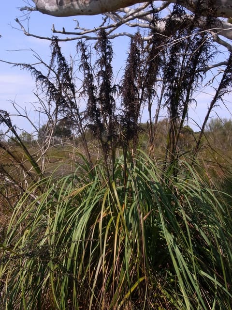 Tall dark drooping seed panicles rising from a broad clump of arching strap leaves, below a white gum branch