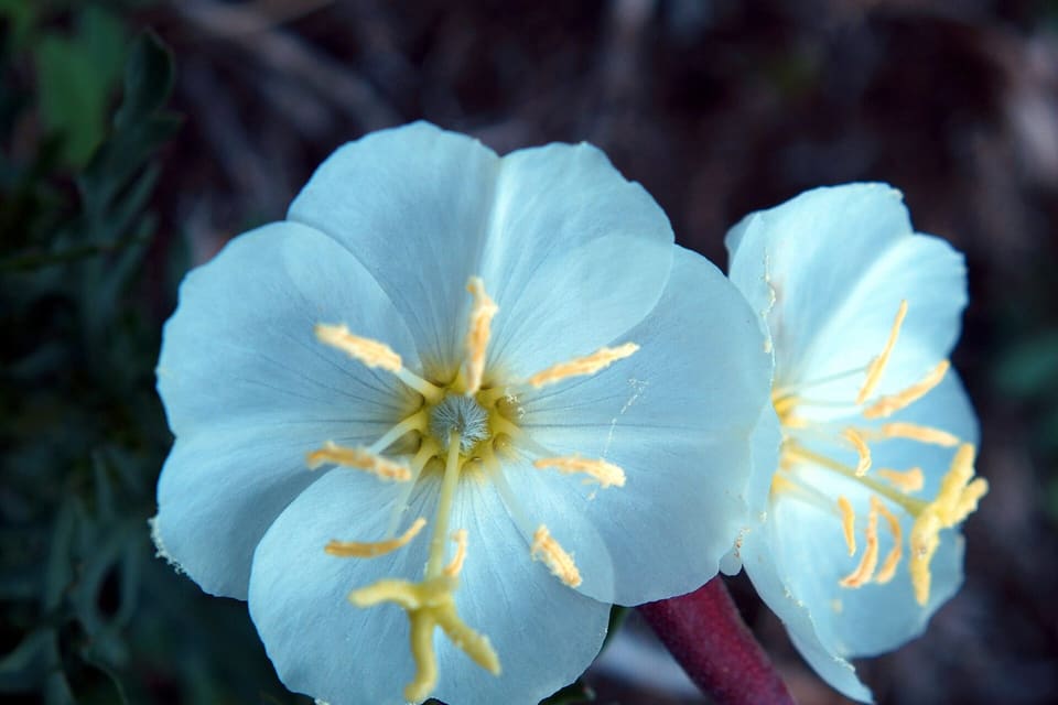 Two pale four-petalled flowers with yellow anthers