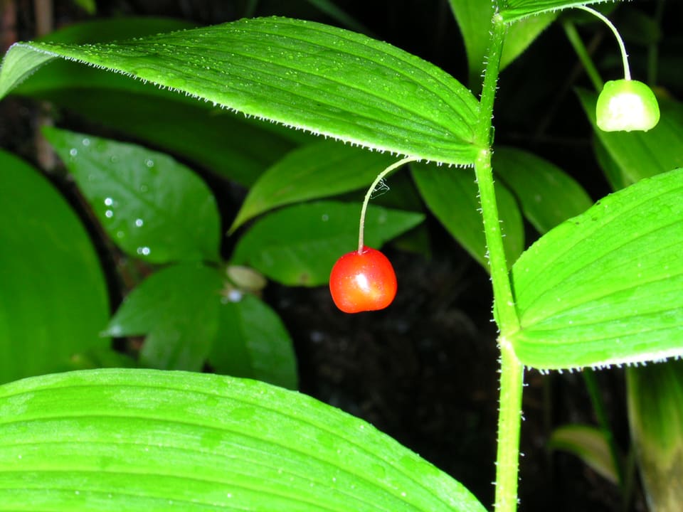 A single scarlet berry hanging on a fine stalk beneath an arching stem of broad ribbed leaves, with a white one behind.