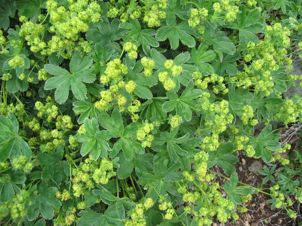 A spreading clump of rounded pleated leaves with toothed edges, smothered in sprays of tiny yellow-green flowers