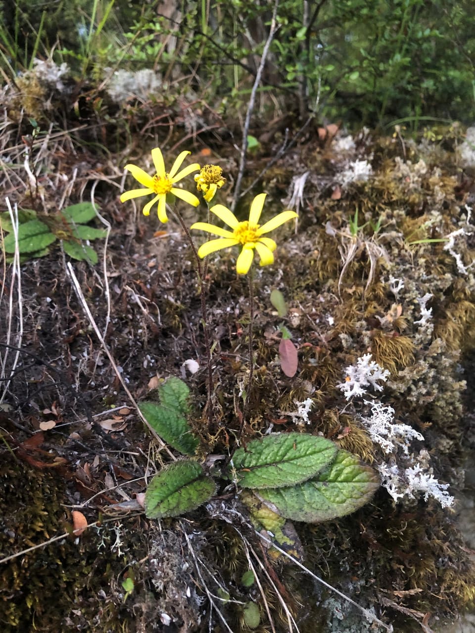 Two yellow daisies with widely spaced rays on a short stem, above hairy oval leaves pressed to a mossy bank.
