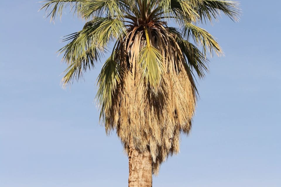 The crown of a fan palm with a skirt of dead fronds against blue sky