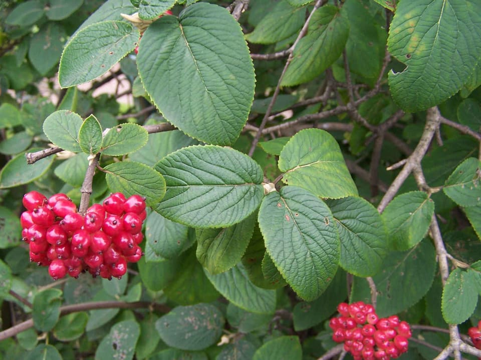 Flat clusters of bright red berries hanging from a shrub of broad deeply ribbed leaves.