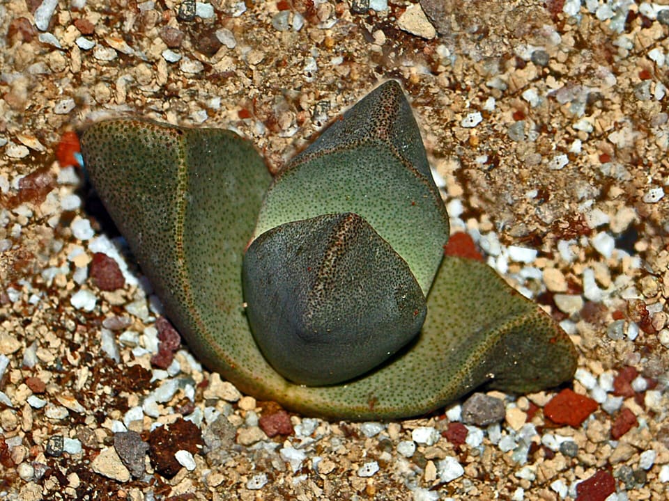 A pair of thick grey-green succulent leaves flecked with dark dots, opening like a beak from coarse red and white grit.