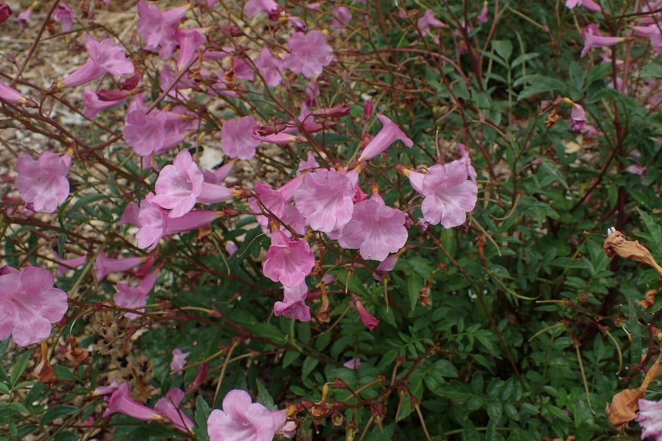 A spreading bush carrying many pink trumpet flowers