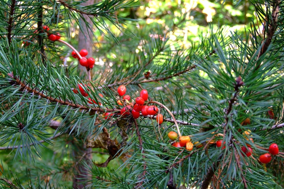 Strings of red and orange berries on a twining stem