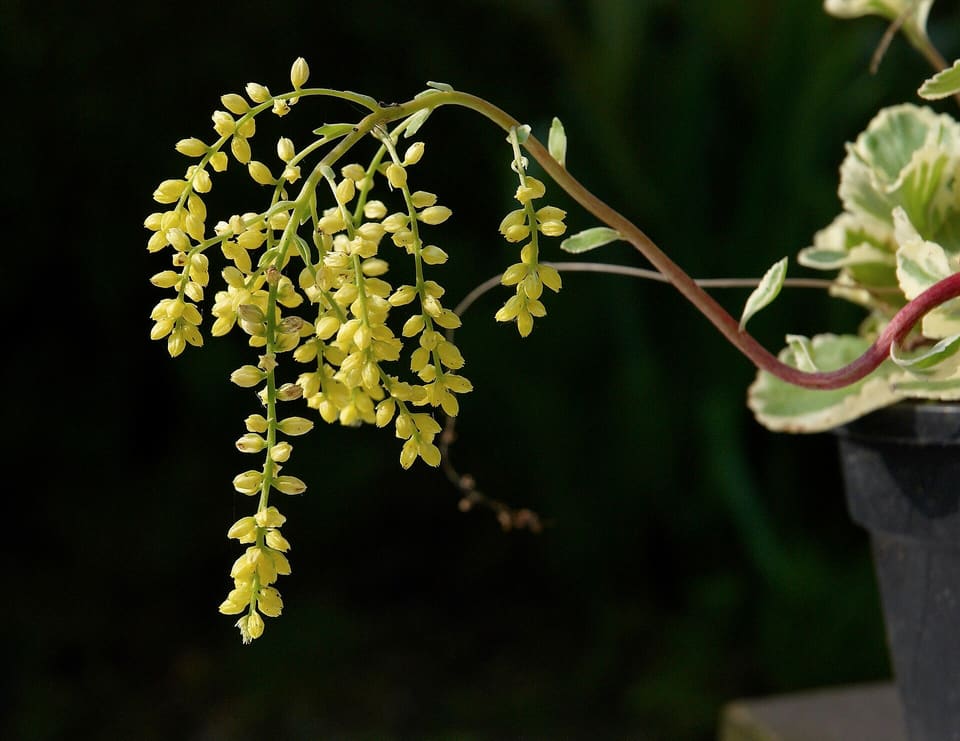 An arching red stem hung with long sprays of small pale yellow buds and bell flowers, above a rosette of round cream-edged leaves.