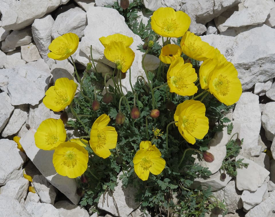 A clump of yellow poppies on thin stems above ferny grey-green leaves, growing out of a bed of white limestone rubble.