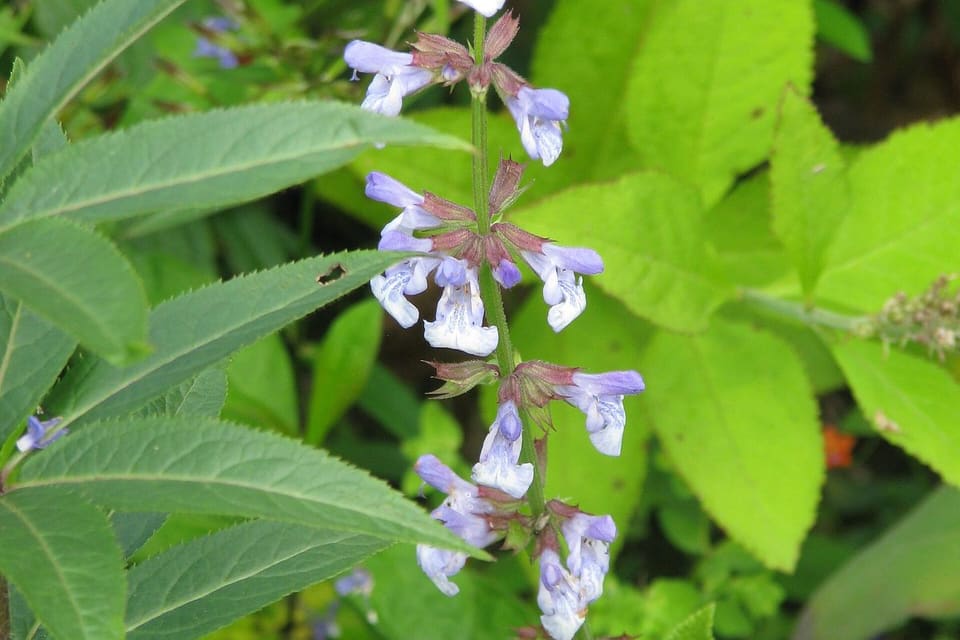 Pale violet flowers up a slender spike above toothed leaves