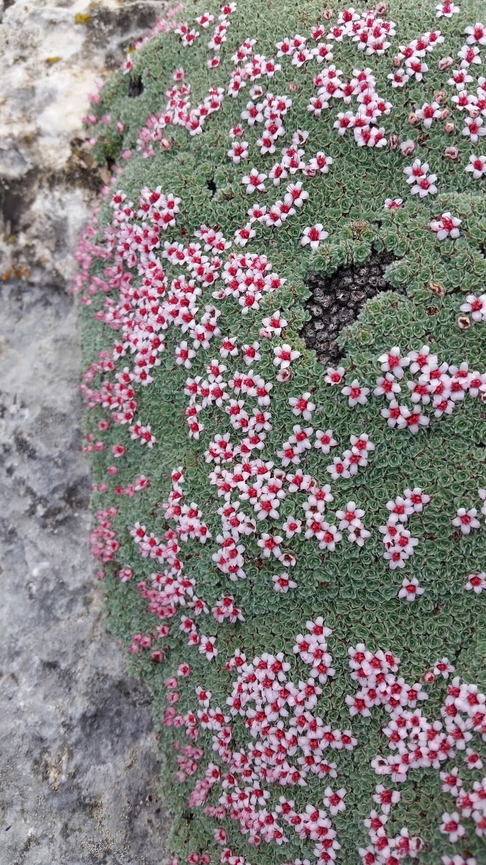 A dense green cushion clinging to pale rock, freckled all over with tiny flowers that are crimson in bud and white when open.