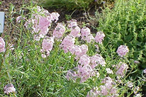 Loose heads of pale pink flowers over narrow blue-green leaves