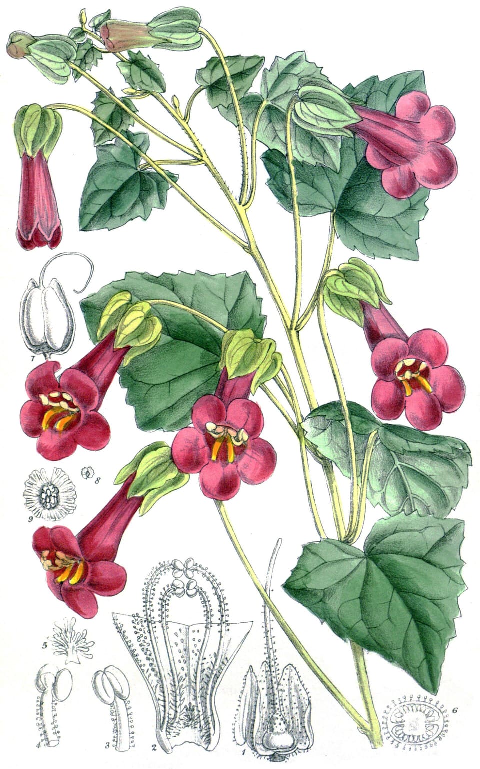Botanical plate: a climbing stem with heart-shaped toothed leaves and rose-red trumpet flowers, with flower parts drawn beside