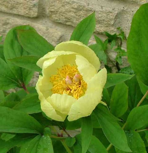 A pale yellow bowl-shaped flower with a boss of golden stamens and pink styles, among broad blue-green leaves against stone.