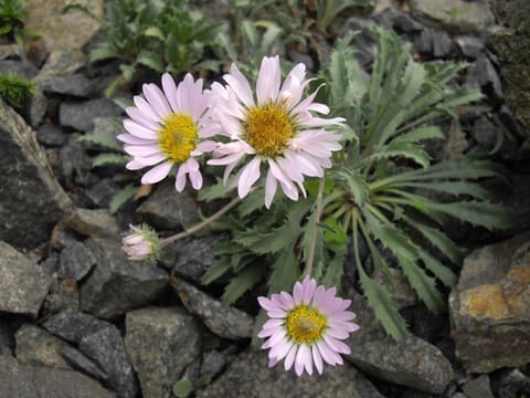 Pale pink daisies with deep yellow centres on short stems, above a rosette of narrow grey-green toothed leaves, among grey scree.