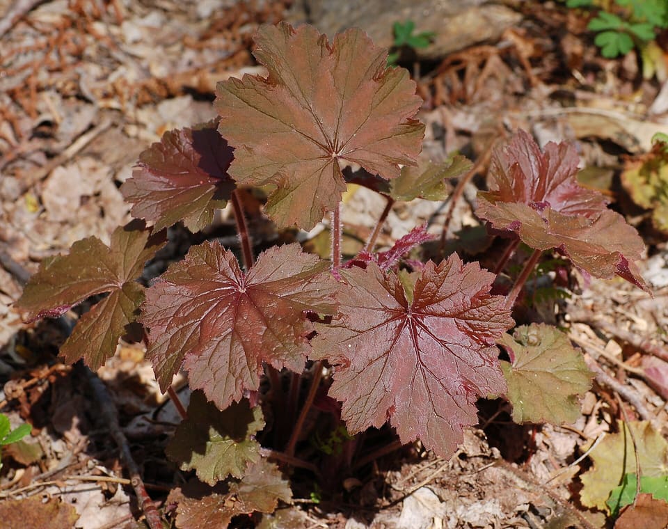 A low clump of rounded lobed leaves flushed bronze-red with paler veins, on red stalks over dry leaf litter.