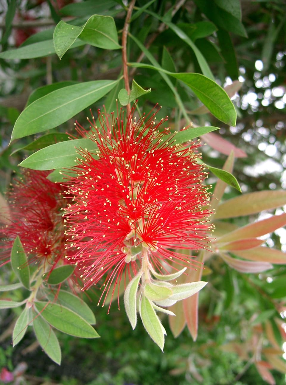 A dense red bottlebrush of long stamens tipped with yellow, on a branch of narrow leaves
