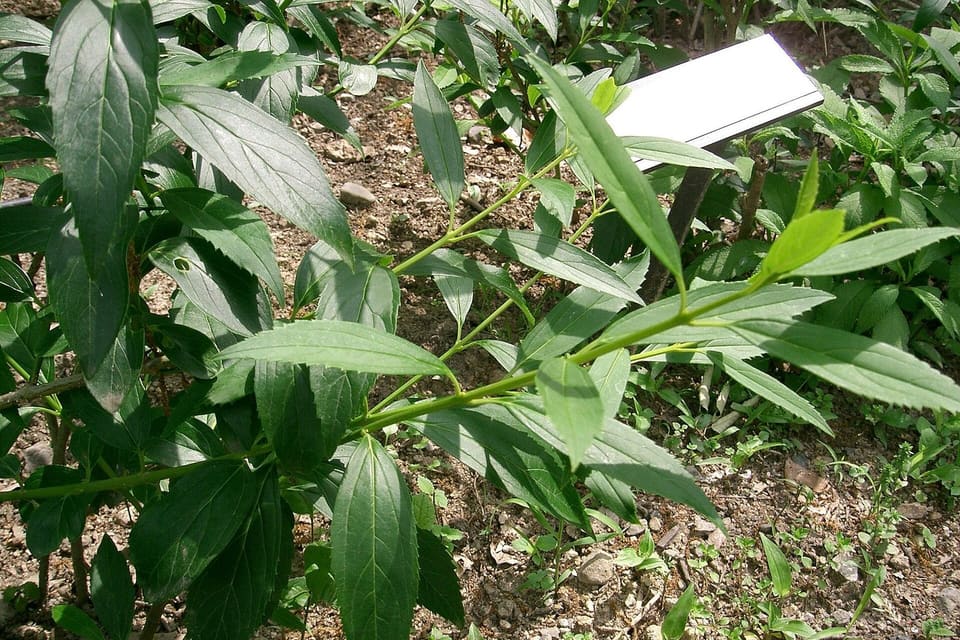 Long green shoots set with pointed toothed leaves