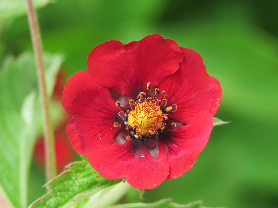 A deep red five-petalled flower with a yellow centre ringed by dark stamens