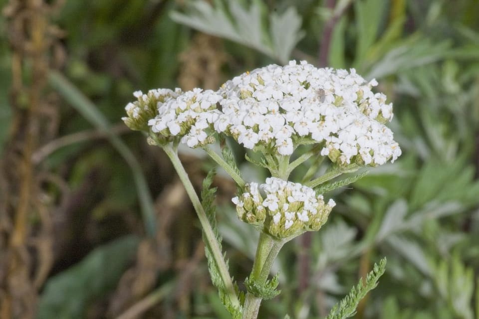 A flat white flowerhead above finely divided ferny foliage