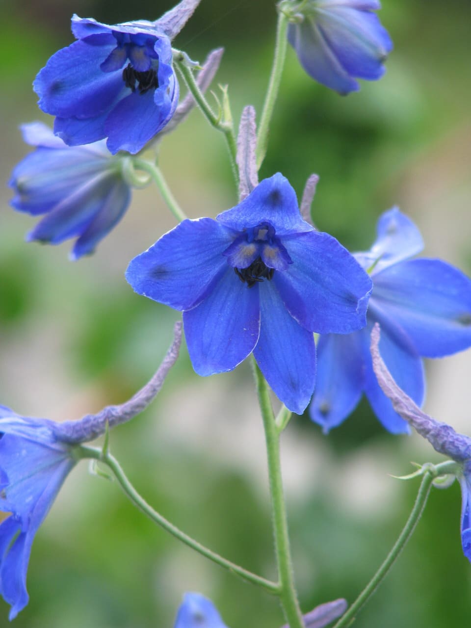 Open deep blue flowers with dark centres on a loose, slender flower spike