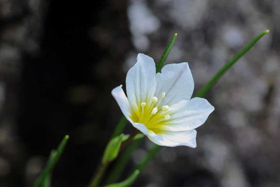 A white star-shaped flower with a yellow-green centre on a slender stem