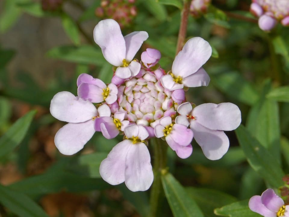A flat head of pale pink four-petalled flowers, the outer ones with two enlarged petals