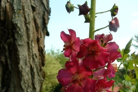 A spike of deep red-purple flowers against a tree trunk