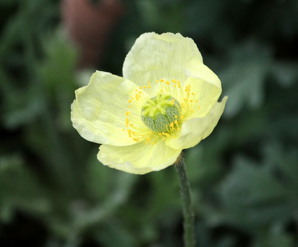 A pale cream-yellow poppy of four crumpled petals, its ring of yellow stamens around a green knobbed centre, on a hairy stem.