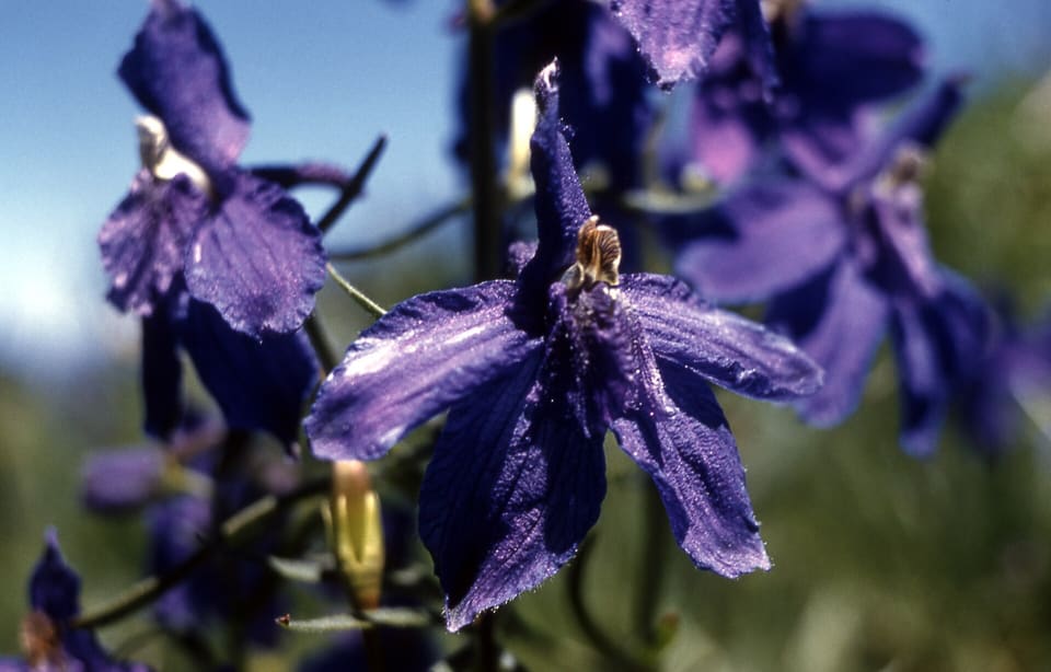 Deep violet-blue flowers with spreading sepals, a pale centre and a straight backward spur, against a blue sky