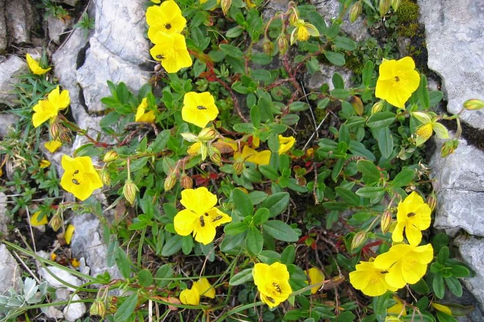 A sprawling plant with many bright yellow flowers over limestone