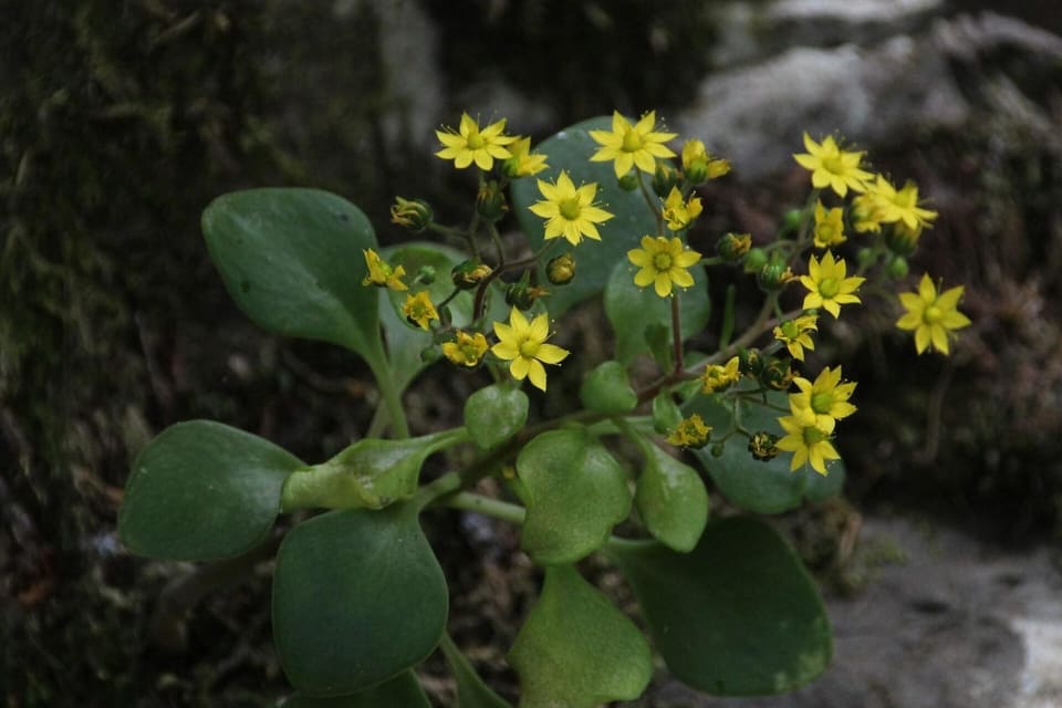 Yellow star-shaped flowers above rounded fleshy green leaves