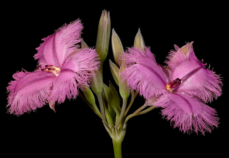 Two mauve flowers whose three broad petals are fringed all round with fine hairs, opening from green buds, against black.