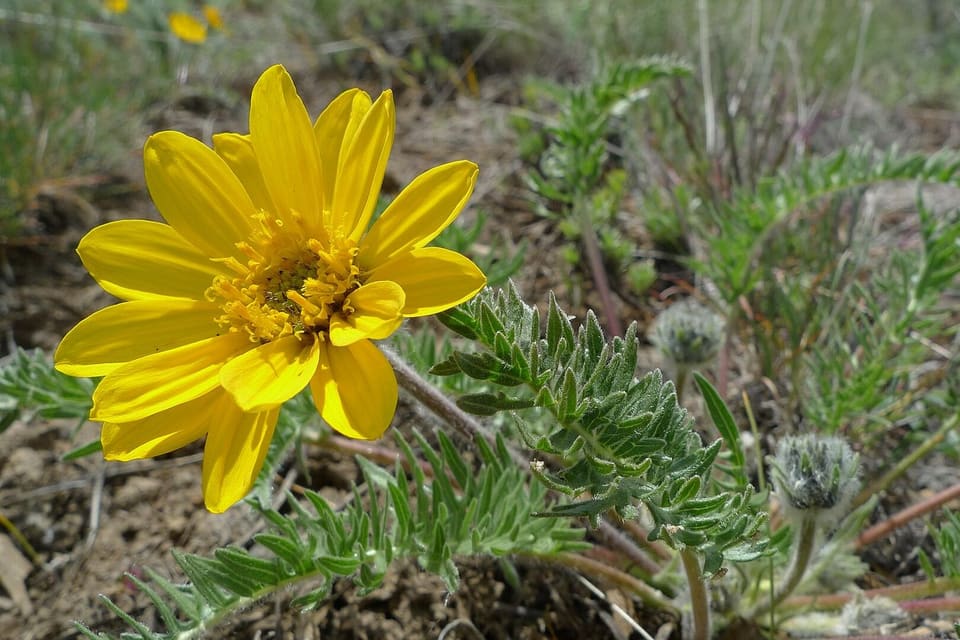 A yellow daisy flower above deeply divided grey-green leaves