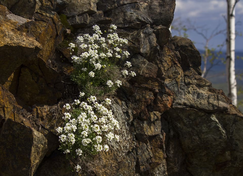 Dense clumps of small white flowers growing from cracks in a dark rock face