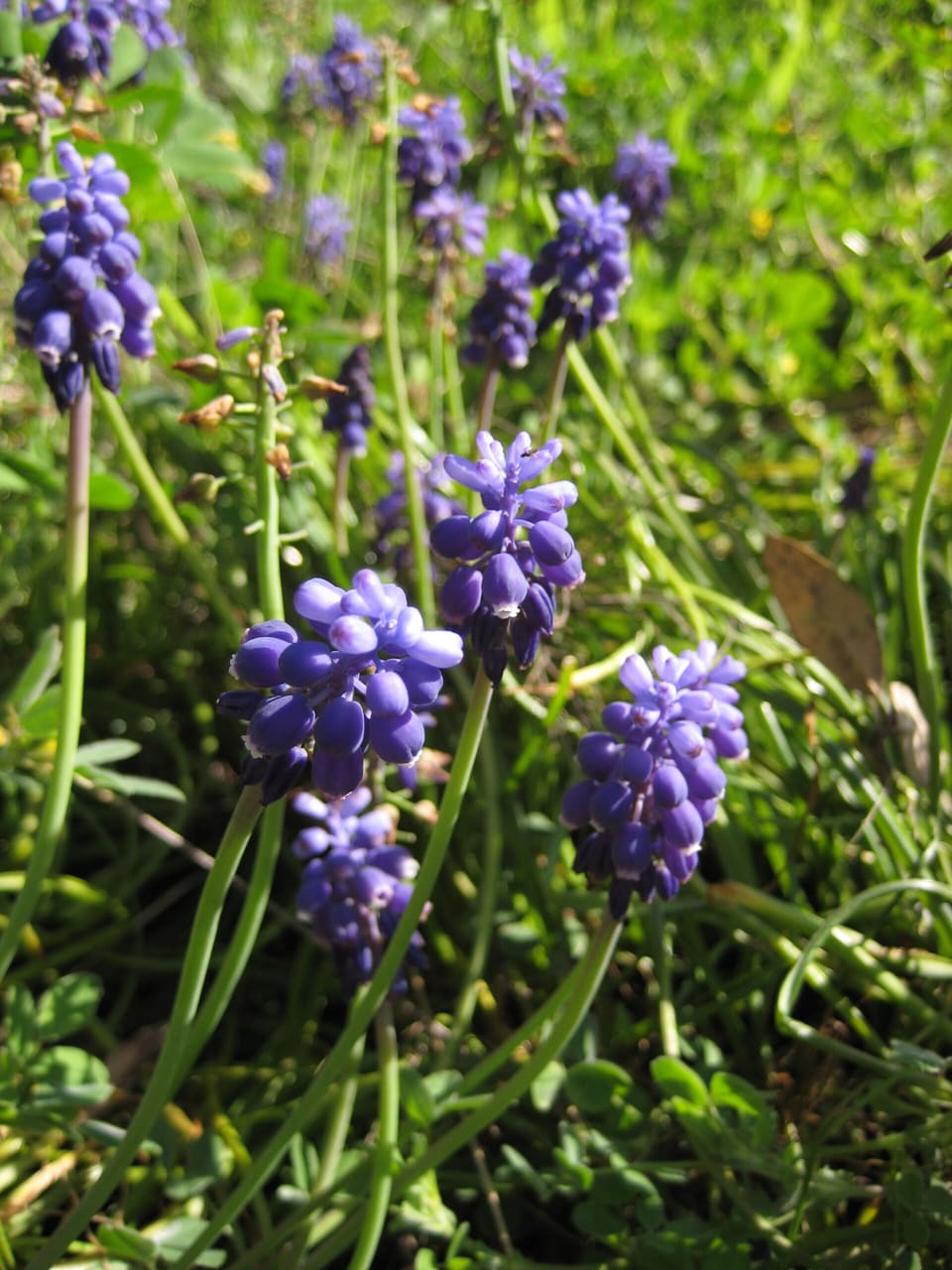Dense spikes of deep violet-blue bells, each spike tight as a bunch of grapes, rising from grass on bare green stalks.