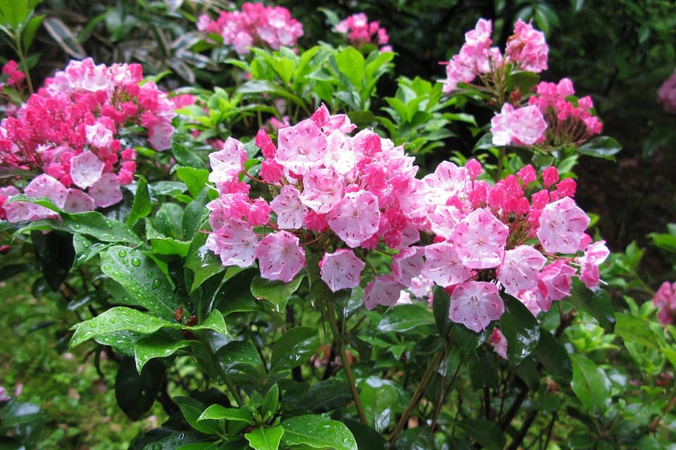 A shrub covered in pink and white cupped flowers above glossy leaves
