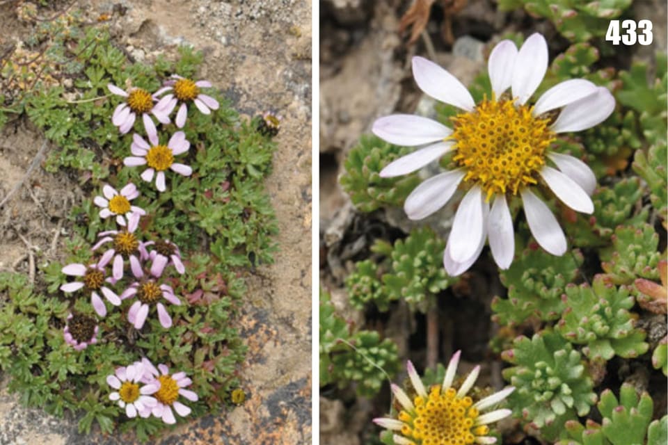 Two views of a low alpine cushion with pale daisy flowers and yellow centres, growing between stones