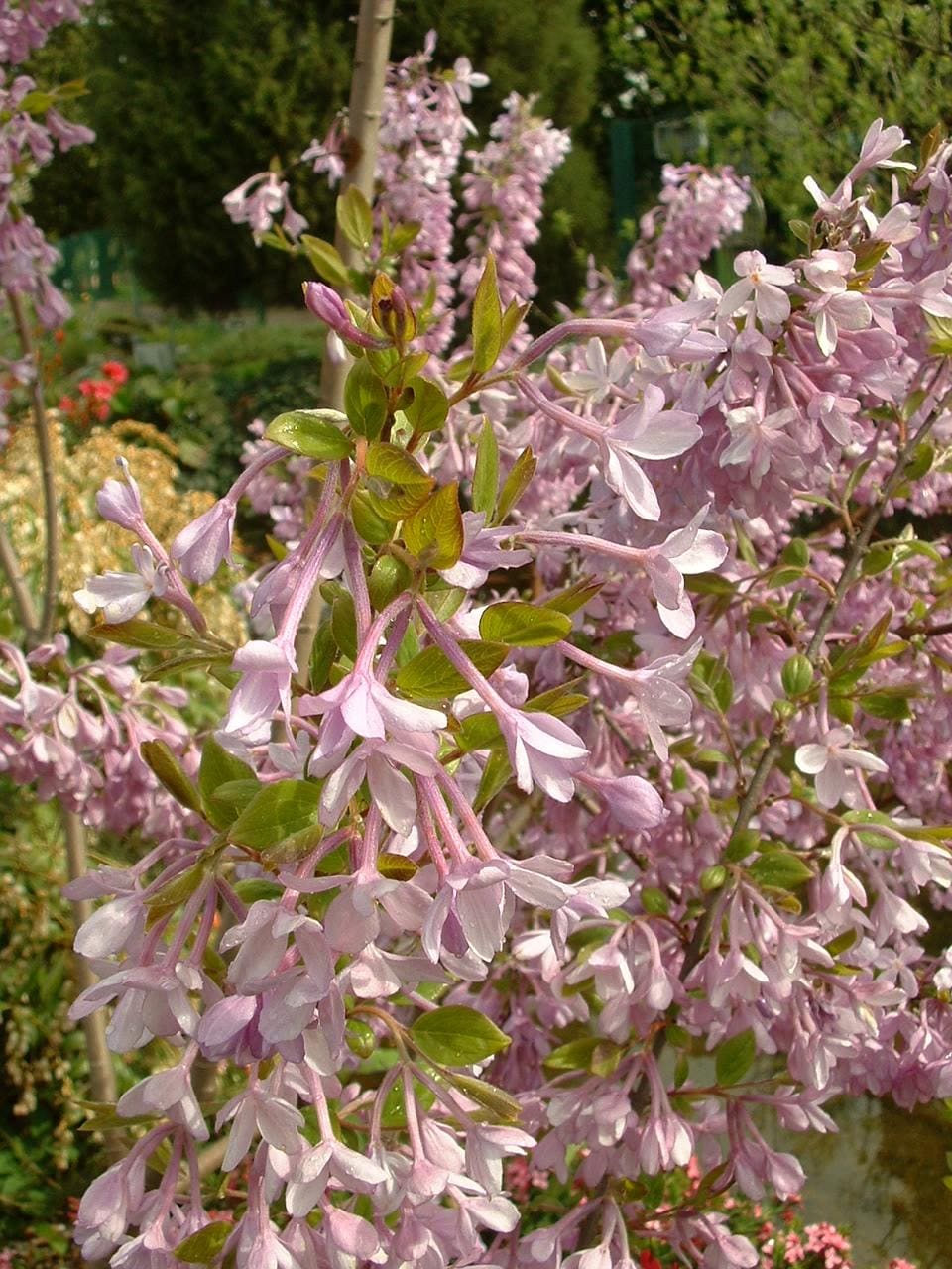Arching branches crowded with small lilac-pink tubular flowers