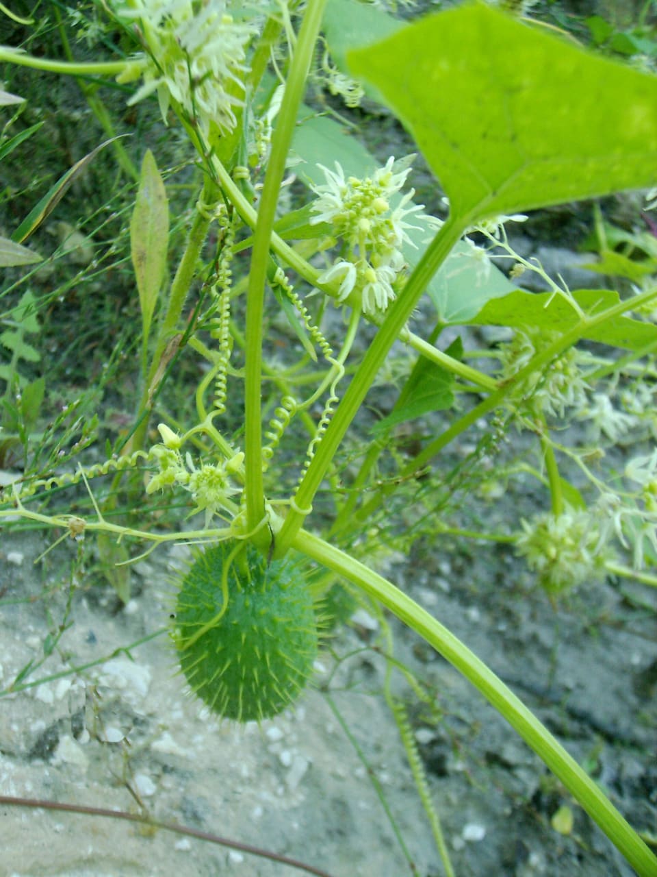 A round green fruit covered in soft spines, hanging below a vine with lobed leaves and white flower sprays