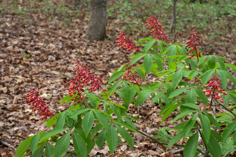 Upright red flower panicles above glossy palmate leaves